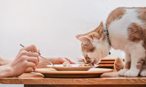 Tranh cãi nghiên cứu sinh ăn đồ cho mèo để tiết kiệm chi phí du học