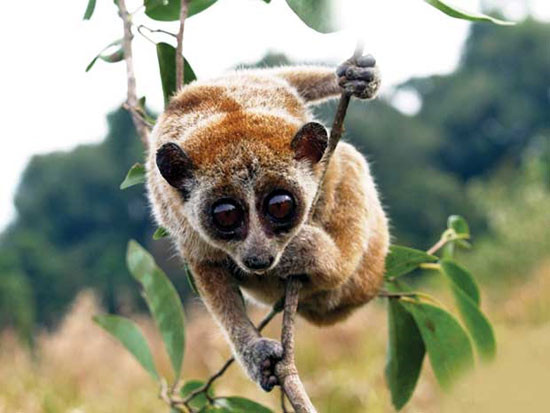 Cá thể Cu li nhỏ ở môi trường tự nhiên. Ảnh TL