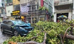 TPHCM: Mưa dông quật ngã hàng loạt cây xanh, đè nhiều ô tô trên đường 