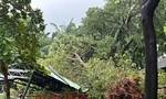 TPHCM mưa dữ dội, đường ngập, cây đổ la liệt