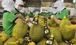 Kim ngạch xuất khẩu rau quả Việt Nam cao chưa từng có 