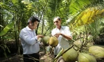 Xuất khẩu dừa Việt Nam trong top 5 lớn nhất thế giới 