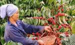 Cà phê Việt xuất khẩu 8 tháng 'bỏ xa' cả năm 2024 