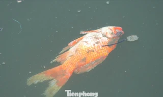 Mặt hồ nổi váng, cá chép chết ngửa trong ngày tiễn ông Công ông Táo