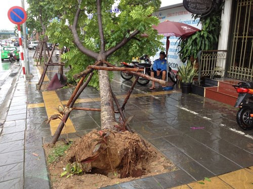 UBND TP Hà Nội công khai danh tính các công ty, đơn vị trồng cây xanh mà bị bật gốc có biểu hiện trồng ẩu như cử tri phản ánh. 