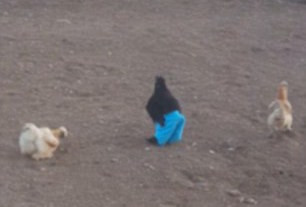 Cười vỡ bụng với màn gà trống mặc quần ghẹo gà mái