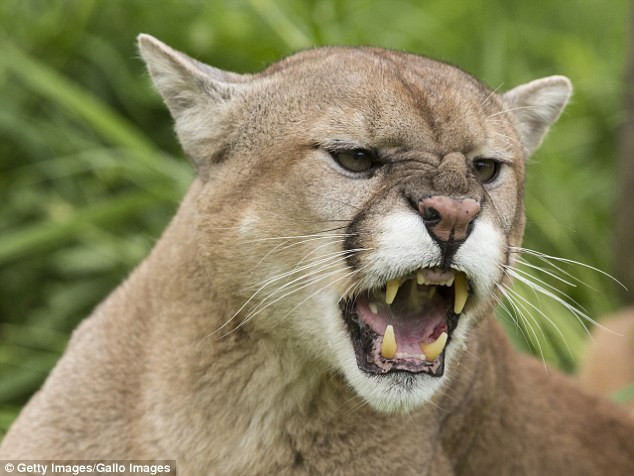 Sư tử núi (ảnh minh họa)