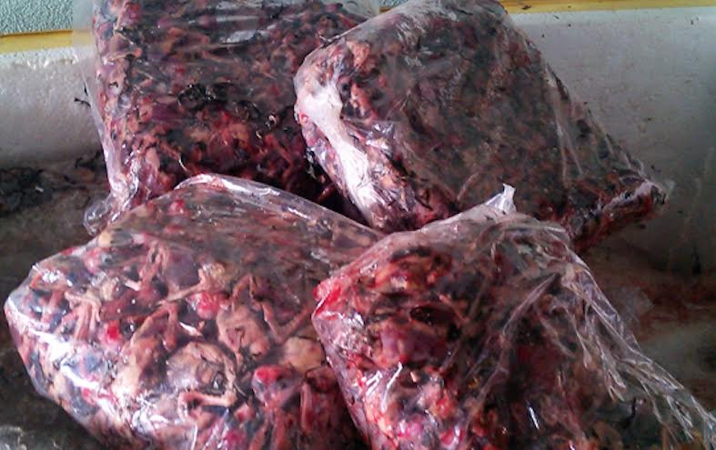 Số chim én đông lạnh đã bốc mùi và không rõ nguồn gốc.