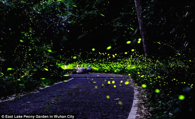 Trong vài năm gần đây, số lượng loài đom đóm trên thế giới đã giảm mạnh do môi trường bị ô nhiễm. Để góp phần cứu vãn tình trạng này, một công viên đom đóm đã được mở ra tại thành phố Vũ Hán, tỉnh Hồ Bắc (Trung Quốc). 