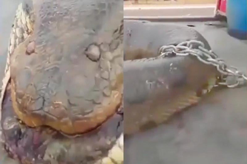 Ớn lạnh nhìn rắn khổng lồ cuộn mình trên xe ô tô