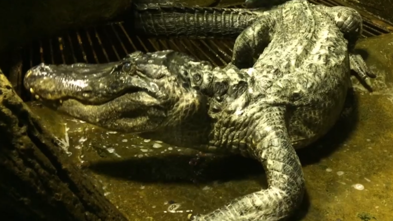 Cá sấu Saturn. Ảnh: Vườn thú Moscow