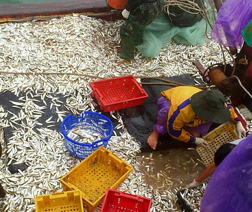 Ngư dân Quảng Trị trúng đậm 'lộc biển' những ngày đầu năm mới.