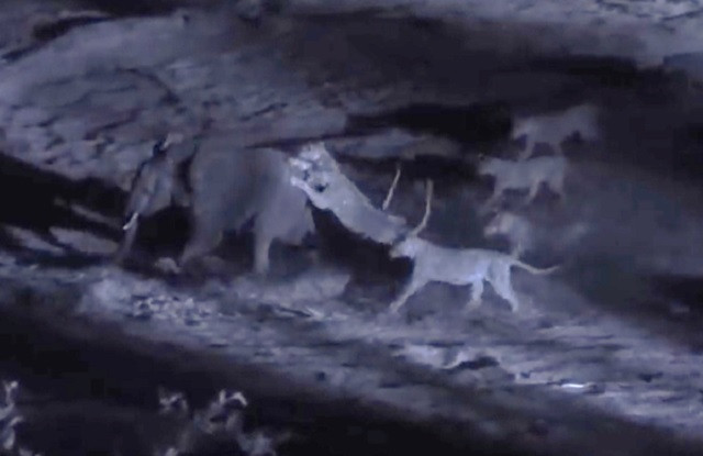 Cận cảnh pha 'hội đồng' sư tử đoạt mạng voi rừng