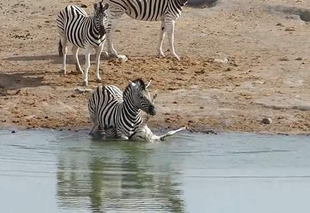 Sốc ngựa vằn đực cố tình giết ngựa con để… được giao phối