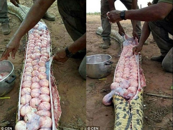Hàng chục quả trứng trong bụng trăn.