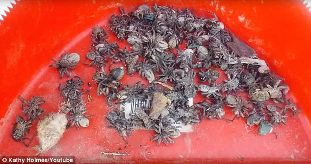 Một phần của đàn nhện bị Kathy tiêu diệt và quét ra khỏi nhà. 