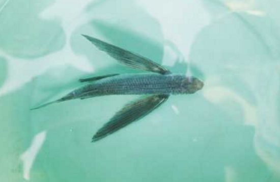 Con cá lạ mà ngư dân Trung Quốc vừa bắt được.