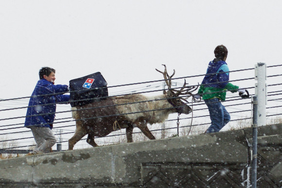 Các nhân viên của Domino Nhật Bản đang tích cực huấn luyện tuần lộc đi ship hàng.