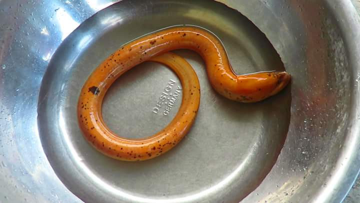 Con lương màu vàng được anh Sơn bắt được phía sau nhà.