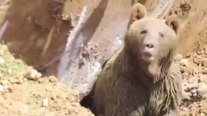 Con gấu nâu bò ra khỏi ổ sau khi bị chiếc máy khoan quấy rầy.