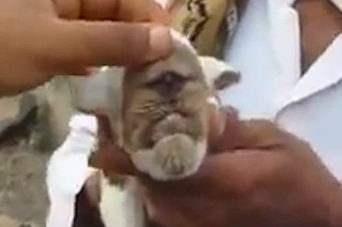 Chú dê mọc một con mắt ngay gần mõm và mũi.