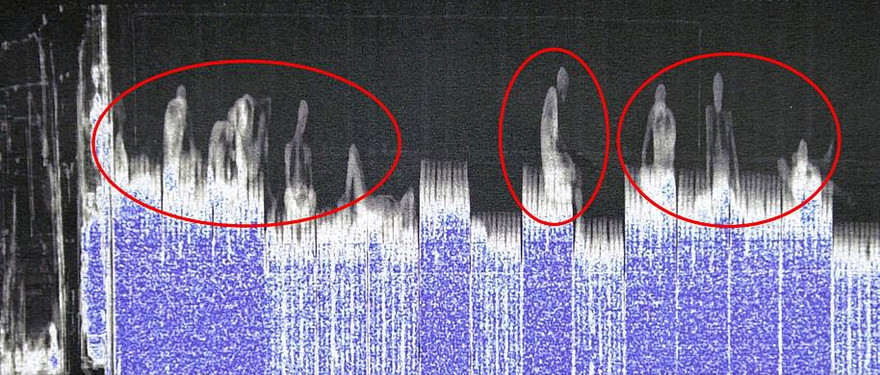 Camera nhiệt phát hiện người trốn trên xe container trong một vụ nhập cư trái phép. Ảnh: Daily Mail