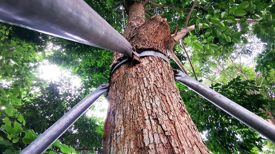 Cận cảnh cột trụ, giá đỡ thành 'gông cùm' bóp chặt sự tăng trưởng cây xanh