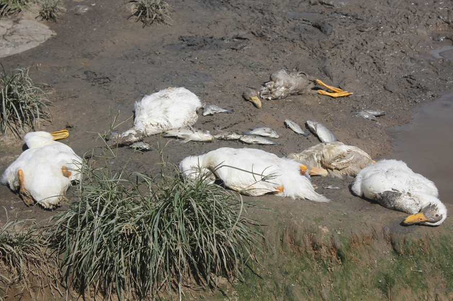 Cá, vịt chết bất thường tại khe Dốc Đỏ