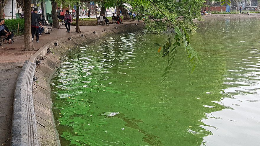 Tảo lam bùng phát dày đặc ở hồ Hoàn Kiếm sau nạo vét