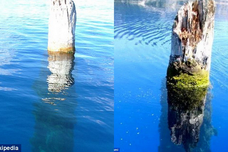 Bí ẩn thân cây khổng lồ dựng đứng giữa hồ suốt 100 năm