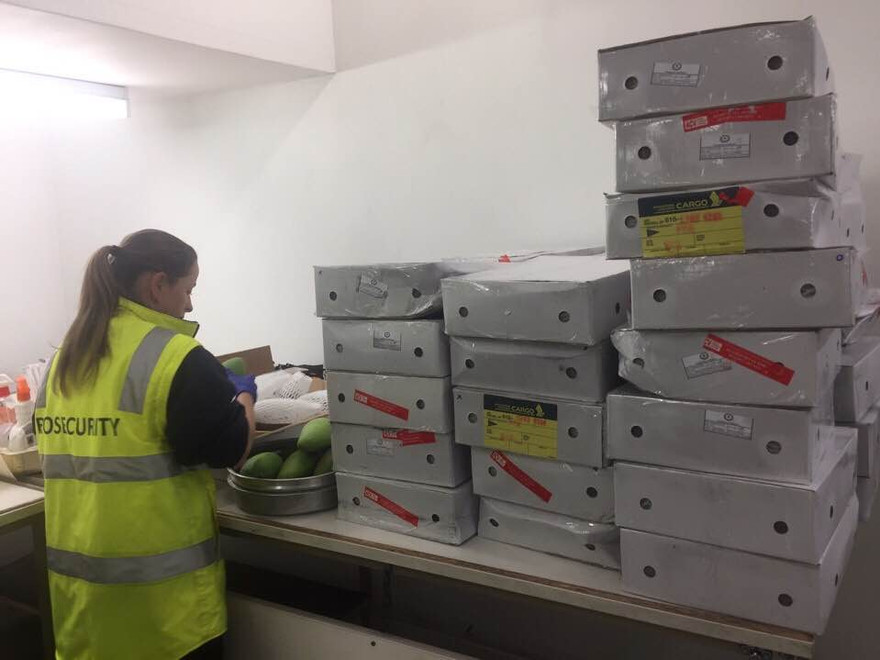 Cán bộ kiểm dịch thực vật Úc kiểm tra xoài Việt Nam nhập khẩu