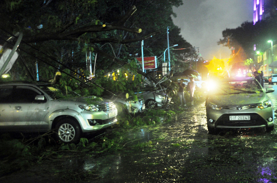 Cây cổ thụ bật gốc trong cơn mưa đè nhiều ô tô.