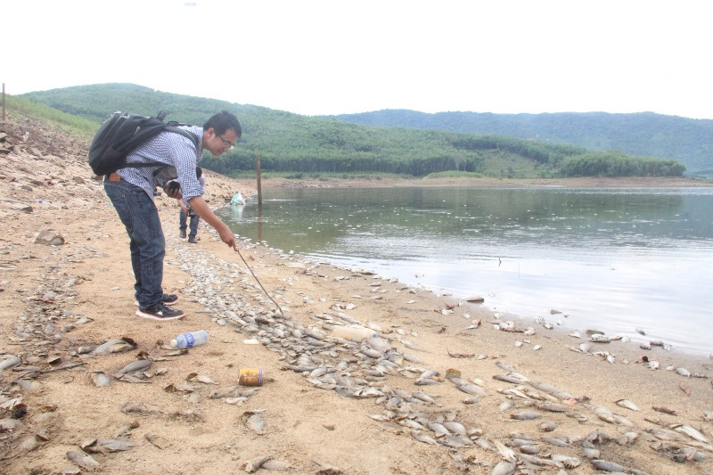 Cá chết dạt bờ hồ bốc mùi hôi thối nằm la liệt phía bờ. 