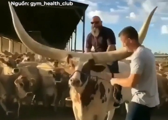 Chú bò có đôi sừng sải rộng hơn 2 mét