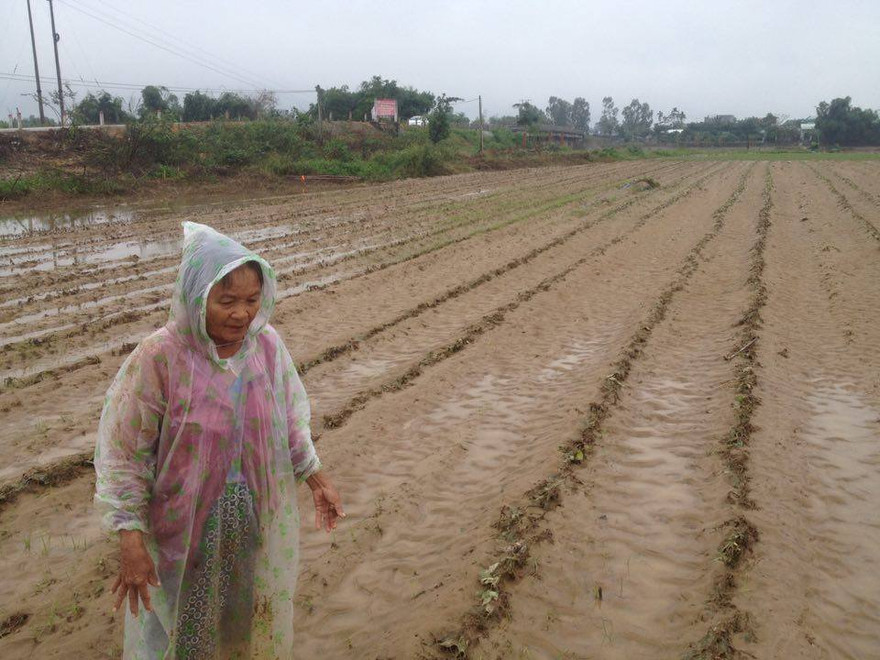 Người dân làng rau Bàu Tròn trắng tay sau lũ.