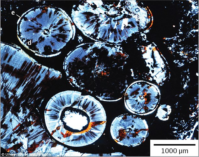 Dấu vết u răng trên xương hàm của một con Gorgonopsid.