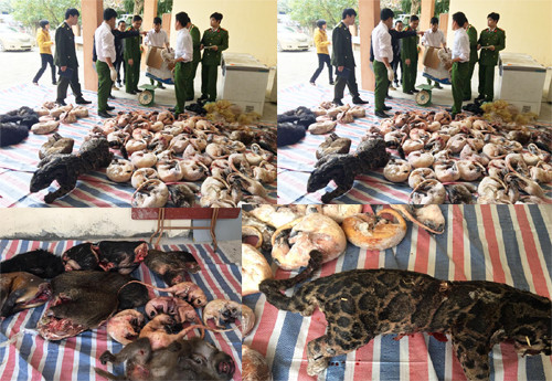 Số động vật hoang dã ướp lạnh bị thu giữ.
