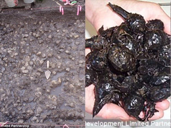 Khai quật... vườn khoai tây 3.800 năm tuổi