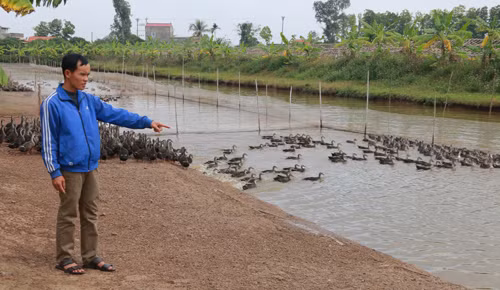 Với đàn vịt hàng vạn con, mỗi tháng ông chủ 33 tuổi thu khoảng 50 triệu đồng. Ảnh: Phương Vy.