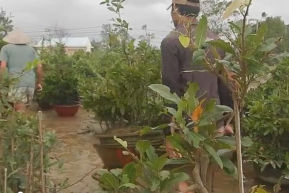 Làng mai Tết lớn nhất miền Trung ngập úng trong lũ