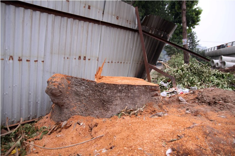 Xà cừ cổ thụ tiếp tục bị chặt hạ. ẢNh: M.Đ