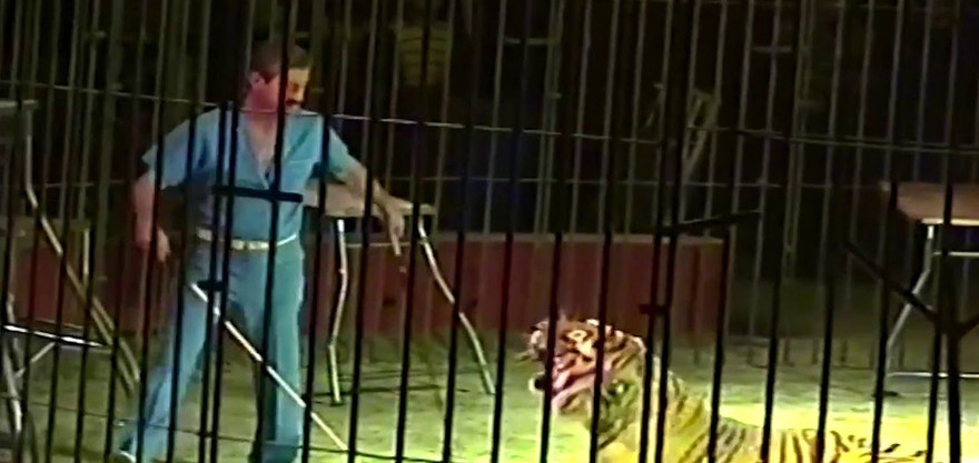 Ettore Weber trong một lần dạy hổ. Ảnh: Youtube