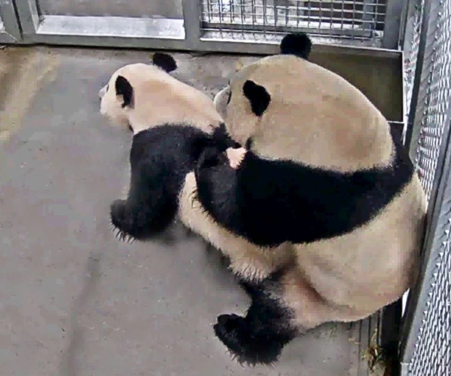 Ảnh: Facebook sở thú Ouwehands Dierenpark 