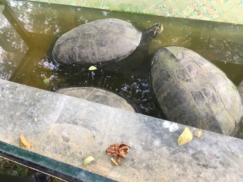 Các cá thể động vật quý hiếm được phát hiện.