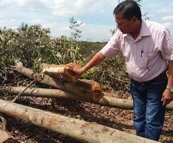 Ông Bùi Văn Thảo bên rừng cây vừa bị cắt trắng