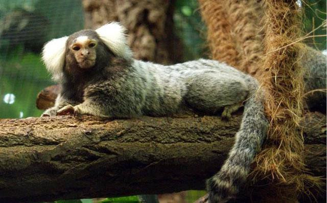 Cận cảnh khuôn mặt giống người của khỉ đuôi sóc.