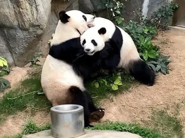 Gấu cái Ying Ying và gấu đực Le Le. Ảnh: Shanghaiist