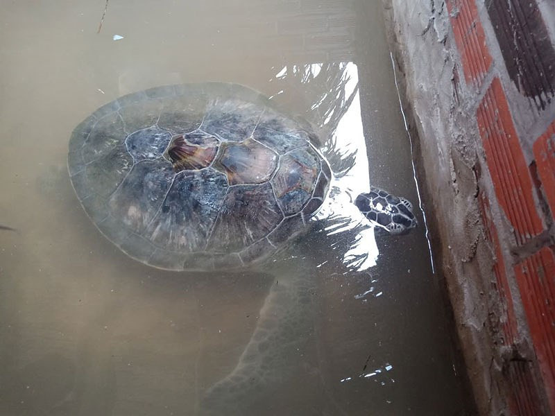 Con vích bị dạt vào bờ biển và được một chủ cơ sở kinh doanh du lịch biển bắt được