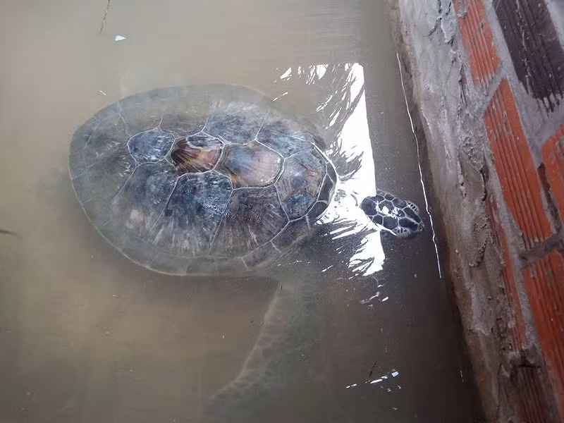 Con vích bị dạt vào bờ biển và được một chủ cơ sở kinh doanh du lịch biển bắt được