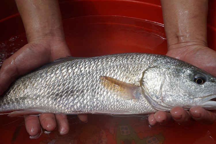 Con cá lạ mà anh Tám bắt được. Ảnh: A.G